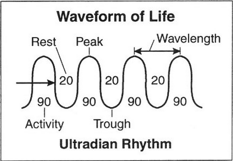 Diagram of the waveform of life or ultradian rhythm